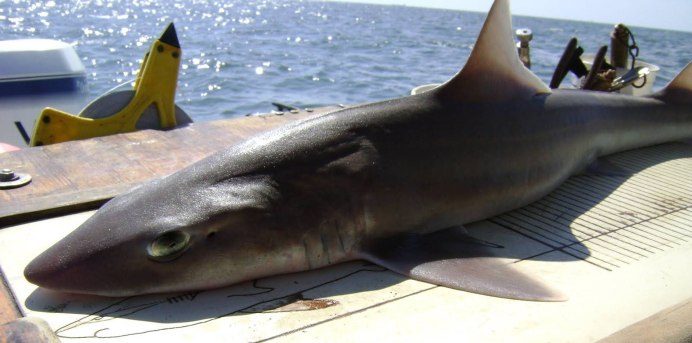 Mustelus Manazo