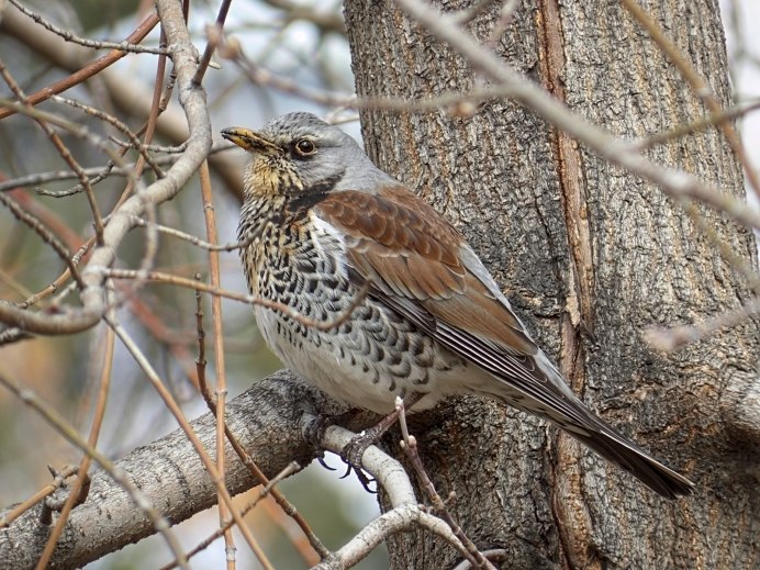 Дрозд рябинник Fieldfare turdus pilaris