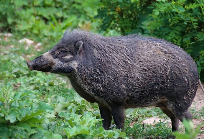 Исполинская Лесная свинья