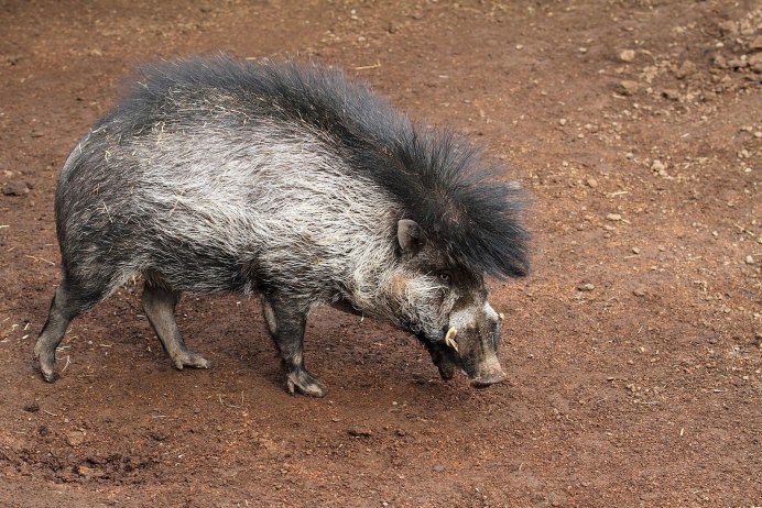 Кабан бежит