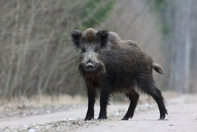 Hylochoerus (Лесная свинья)