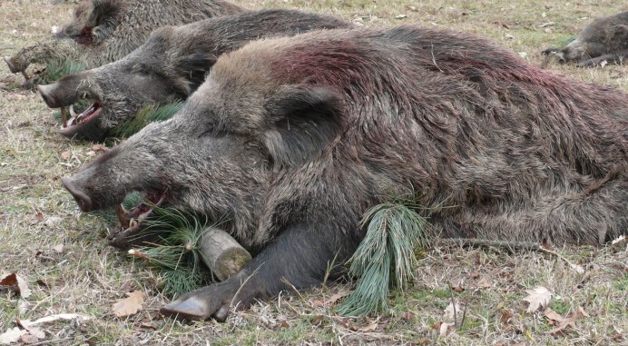 Phacochoerus aethiopicus