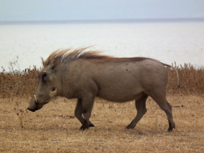 Гигантская Лесная свинья Hylochoerus meinertzhageni