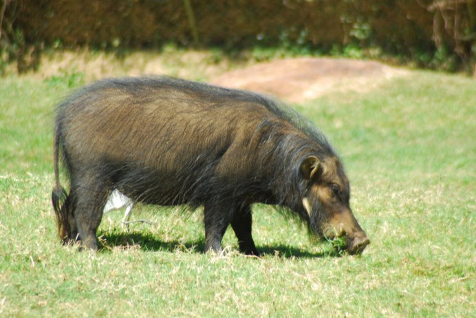 Дикая индийская свинья