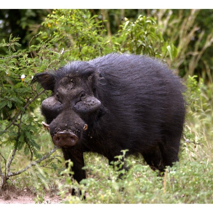 Сулавеси бабирусса
