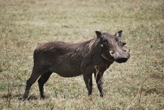 Индийский кабан дикий кабан