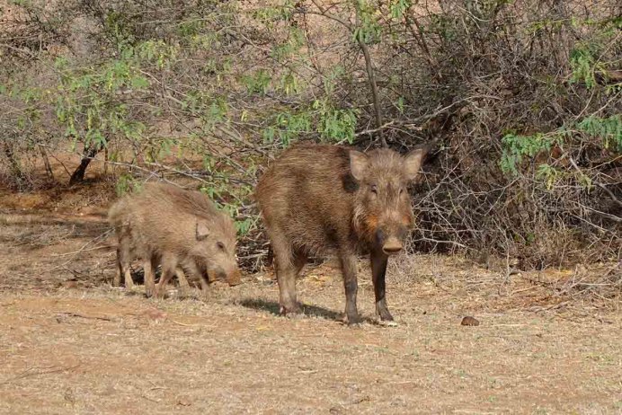 Дикая индийская свинья