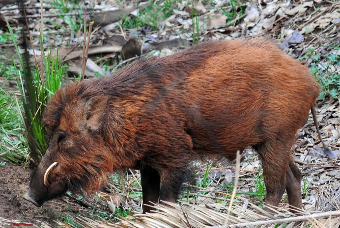 Дикие свиньи Индия