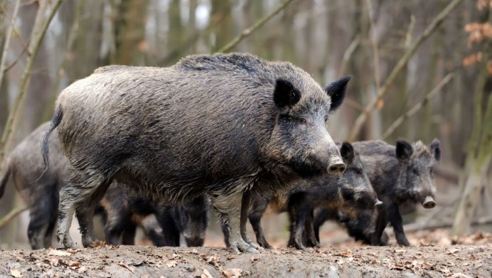 Кабаны в Индии