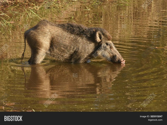 Дикая свинья