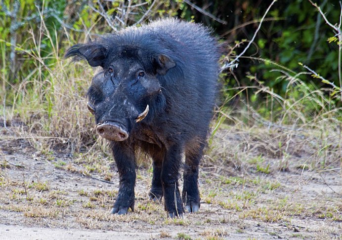 Секач бородавочник