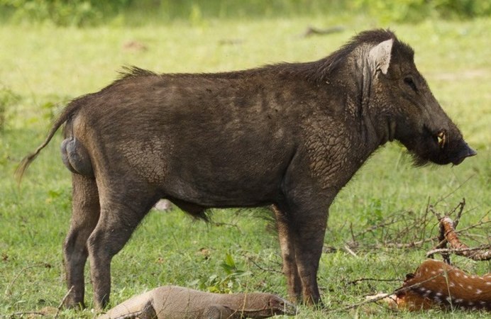 Хилокорус Майнерцхаген