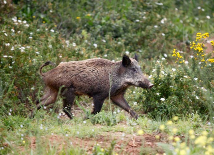 Яванская Дикая свинья
