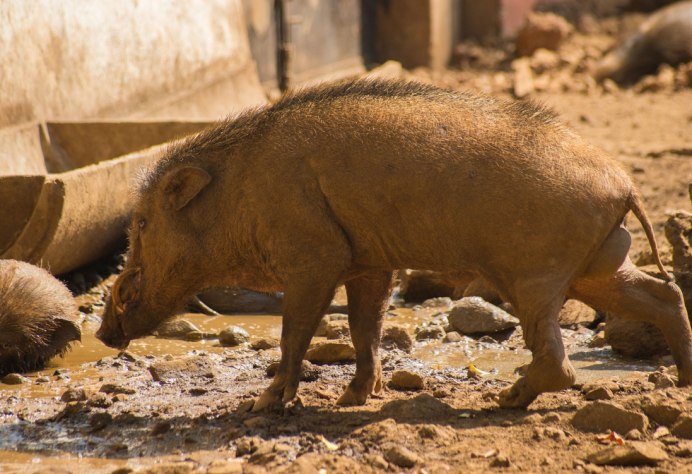 Дикие кабаны Шри Ланка