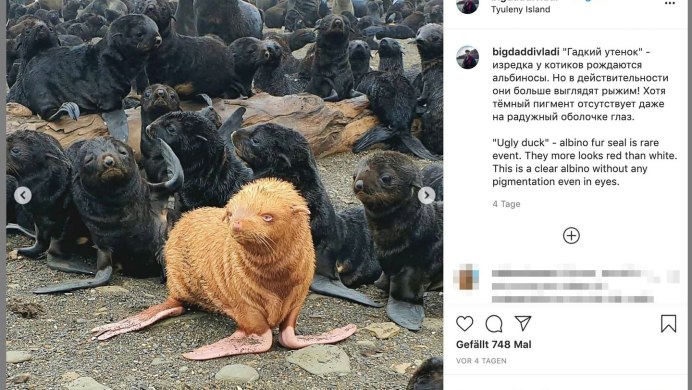 Морской котик альбинос Нафаня
