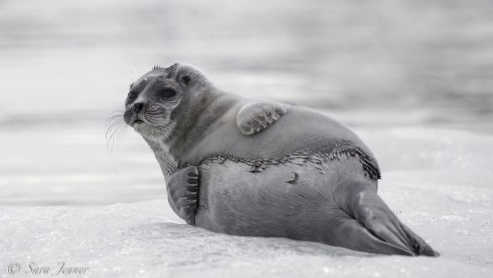 Моржи тюлени морские котики