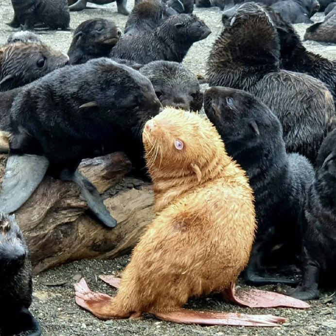 Рыжий морской котик