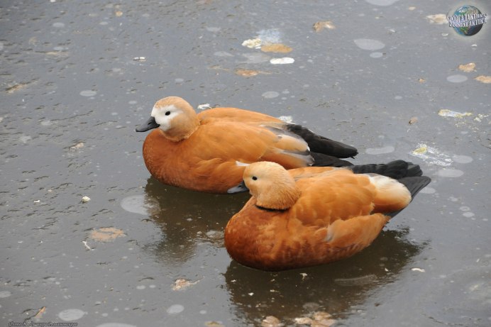 Дикие утки Огарь