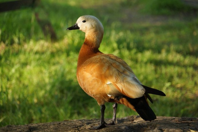 Огарь Tadorna ferruginea