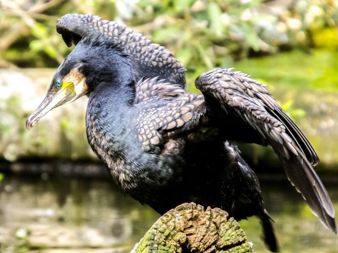 Хохлатый Баклан Phalacrocorax Aristotelis