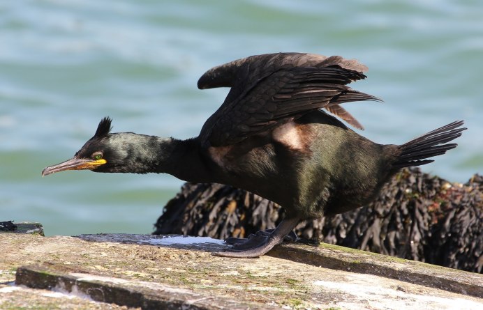 Большой Баклан – Phalacrocorax Carbo (l.)
