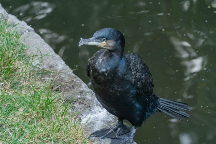 Phalacrocorax Carbo