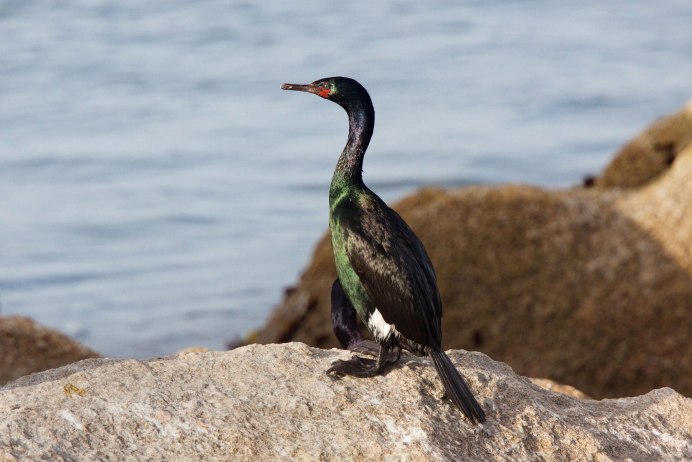 Phalacrocorax Aristotelis