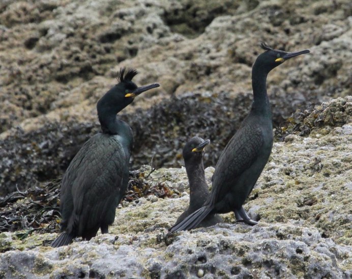 Стеллеров Баклан Phalacrocorax perspicillatus