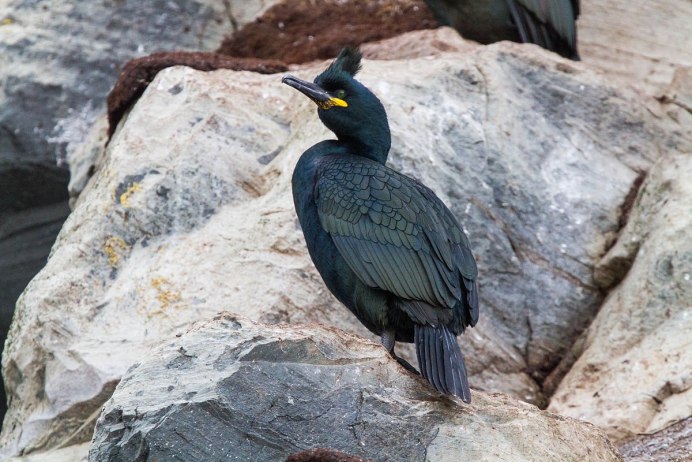 Хохлатый Баклан (gulosus Aristotelis)