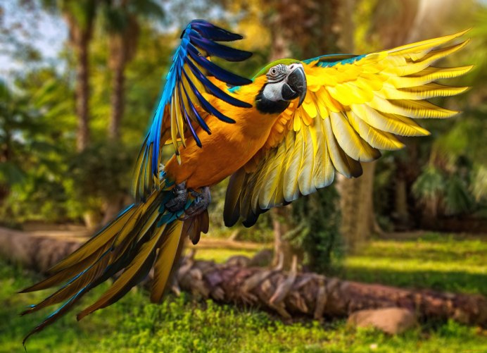 Попугай Macaw
