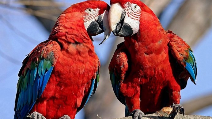 Попугай Macaw