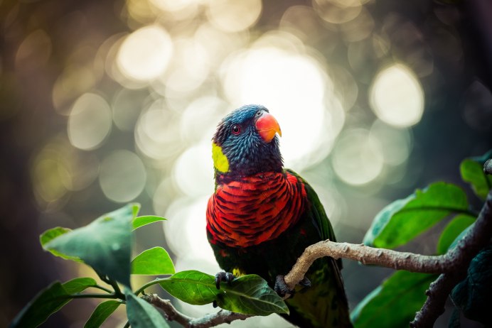 Rainbow Lorikeet