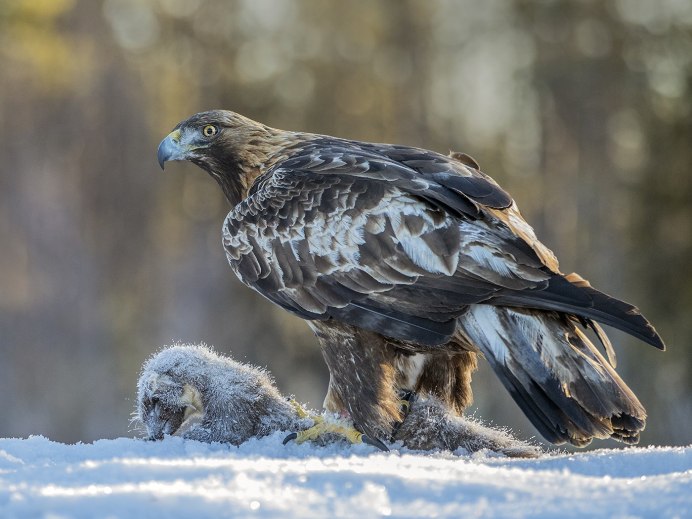 Беркут Aquila chrysaetos