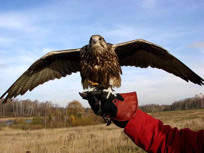 Беркут Aquila chrysaetos (Linnaeus, 1758)