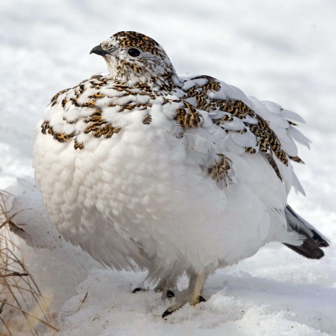 Птицы тундры белая куропатка