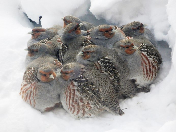 Серые куропатки