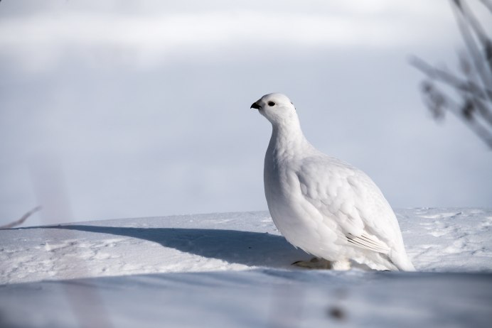 Белая Полярная куропатка