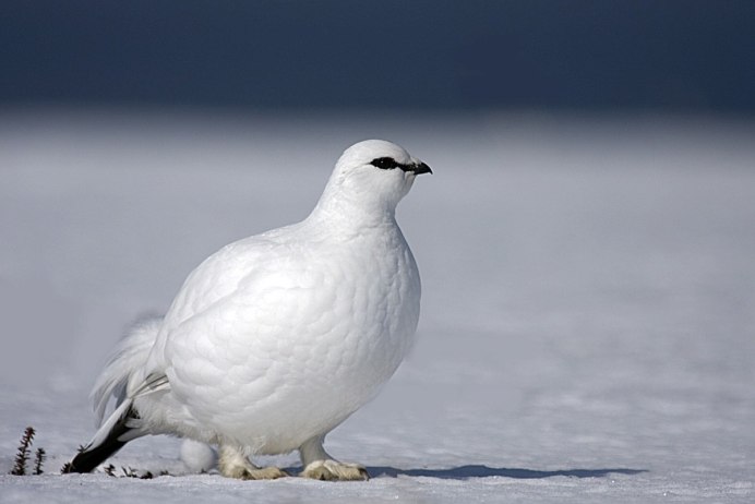 Полярная куропатка