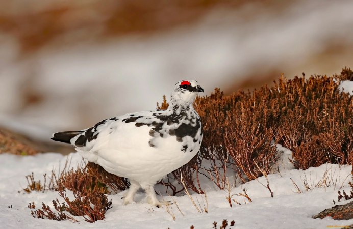 Тундряная куропатка яйца