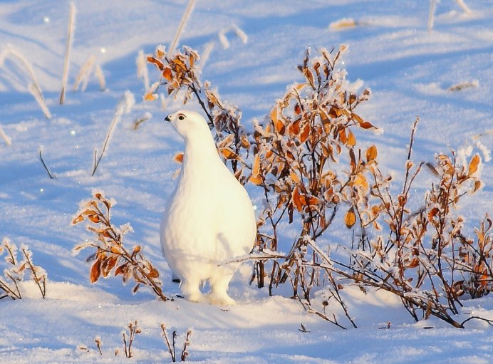 Белая куропаткаартика
