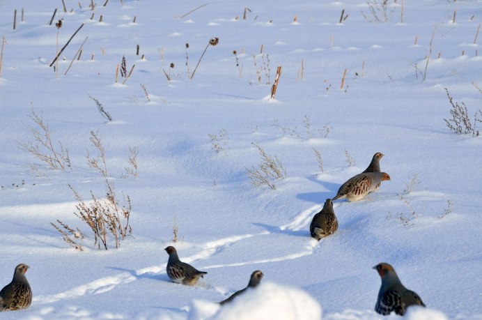 Белая куропатка в тундре