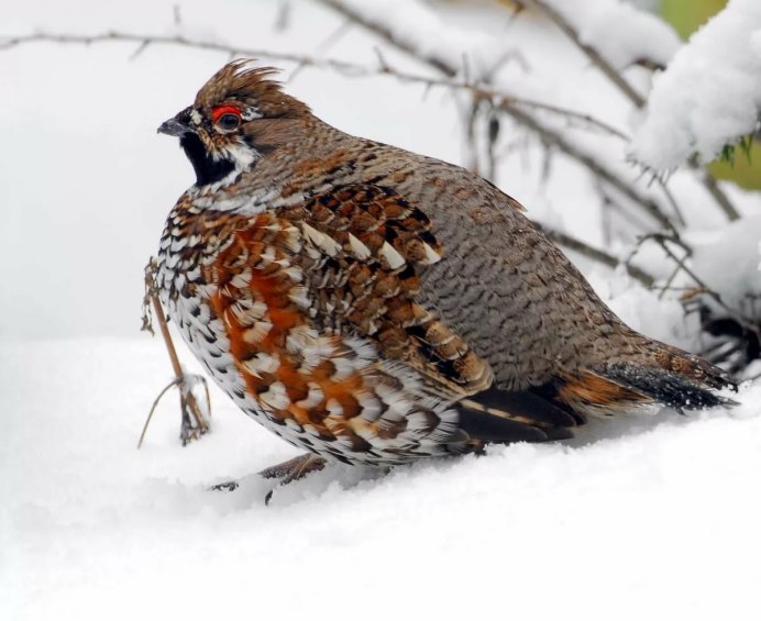 Серая куропатка Сибирь