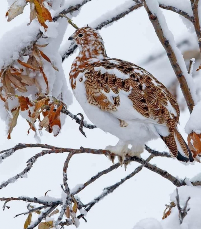 Дикие птицы севера