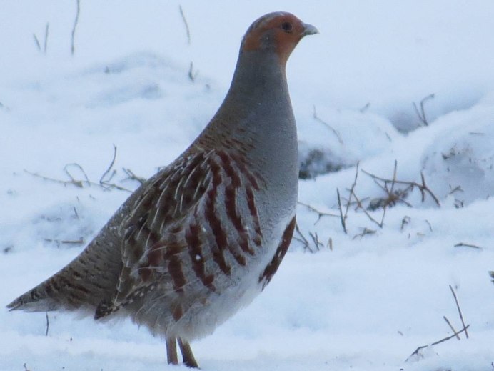 Тундровая белая куропатка