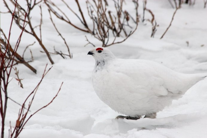 Ростовская серая куропатка
