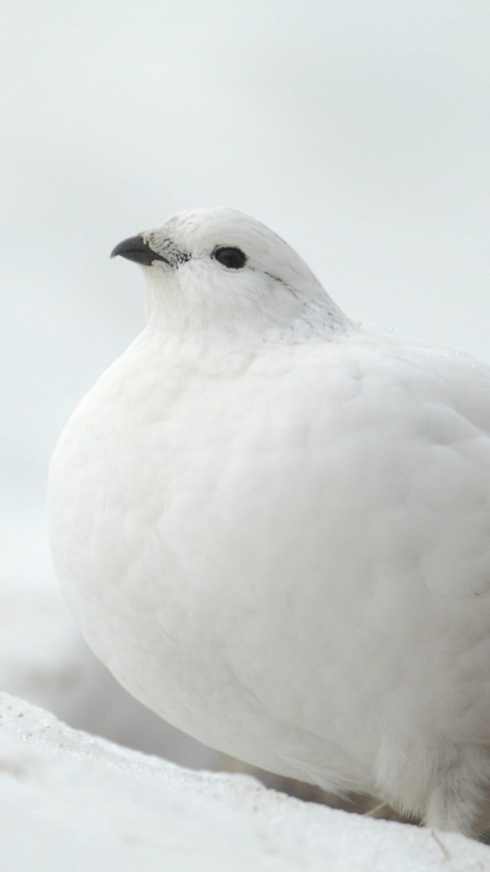 Белая куропатка в тундре