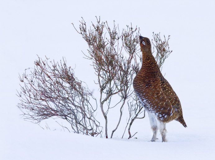 Куропатки ЯНАО