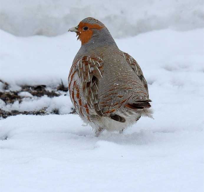 Przewalski's Partridge