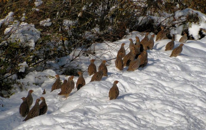 Среднерусская белая куропатка lagopus lagopus rossicus