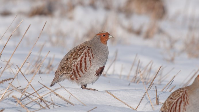 Серая куропатка зимой